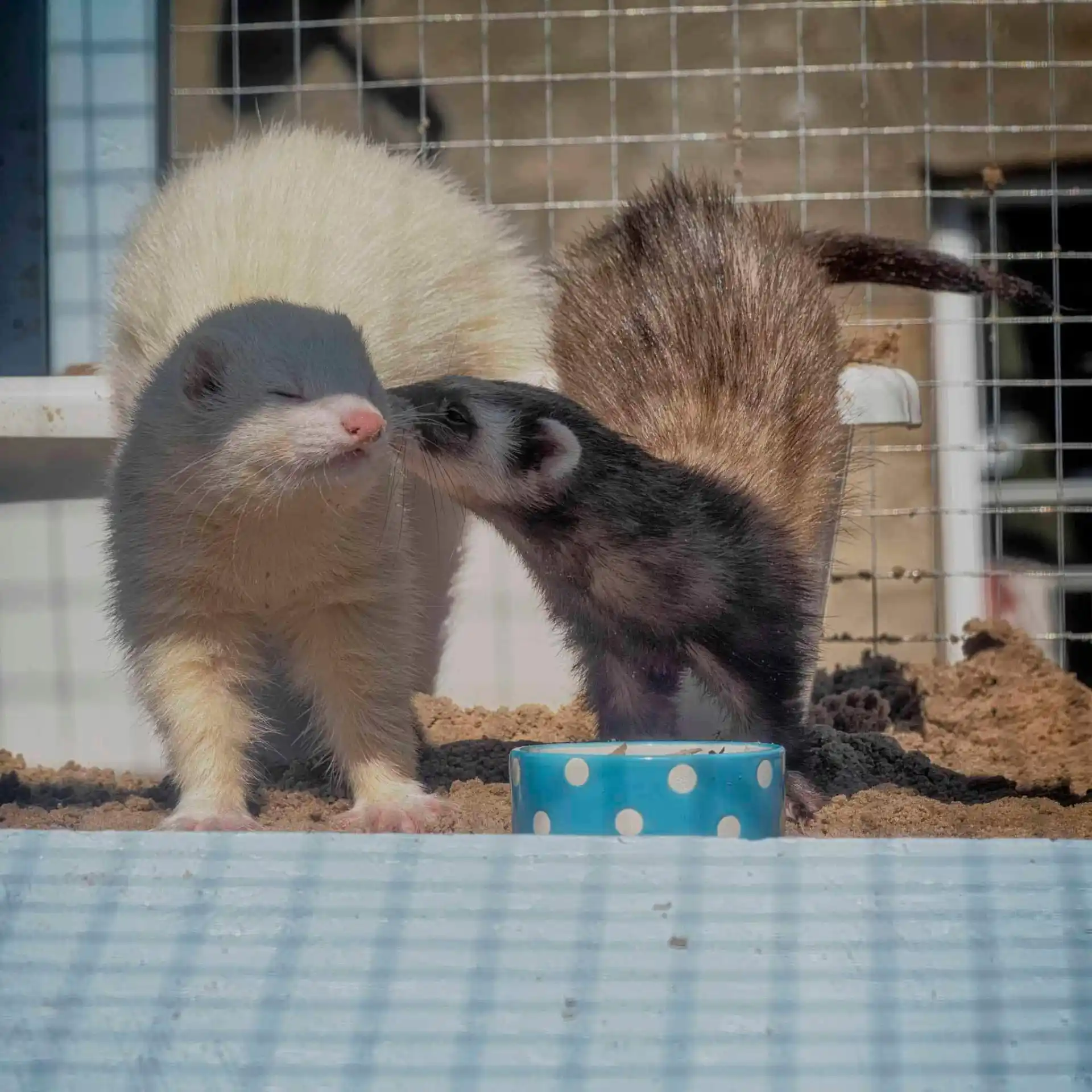 image showing dan and daisy in bliss