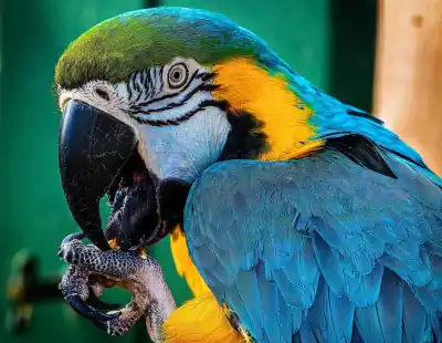 Original photograph of Oscar the parrot