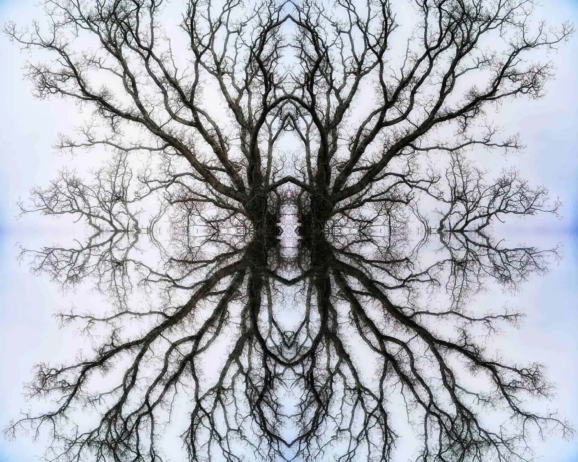 Image of an eternal tree.