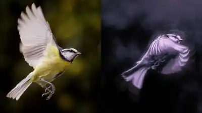 image illustrating A or B?