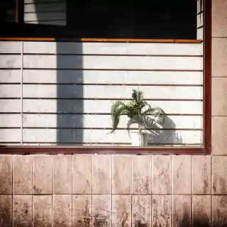 A boring window shot, including abandoned plant life...