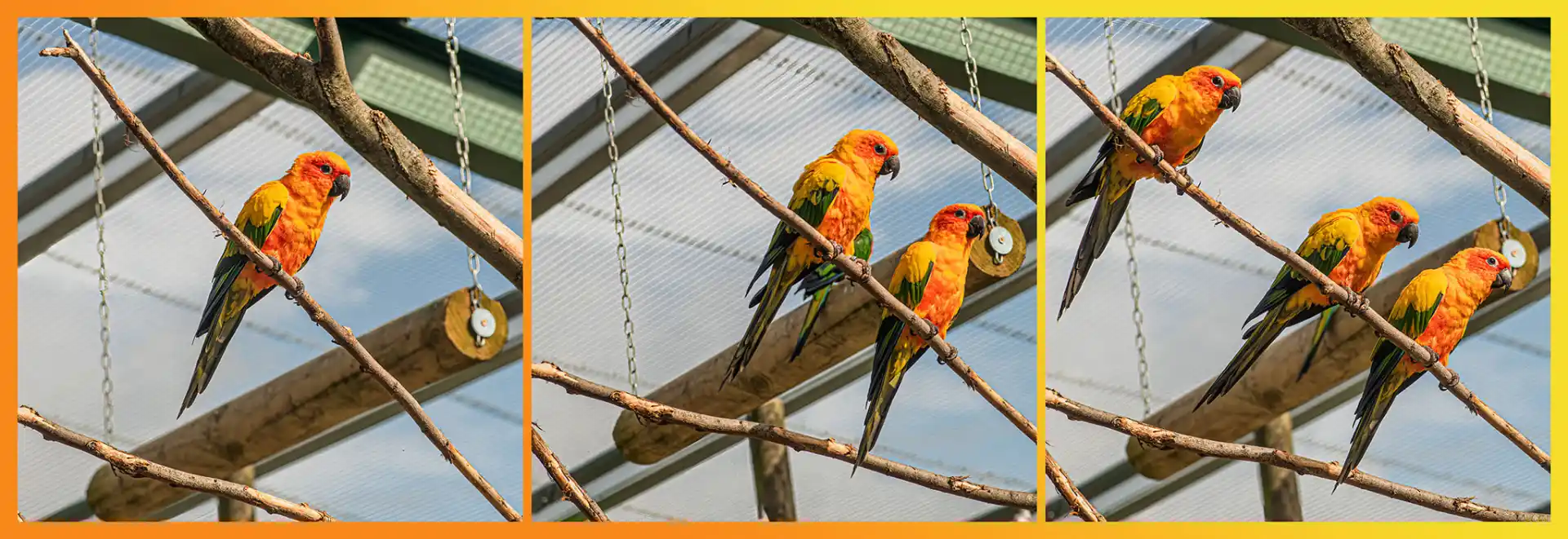 Sun conures gathering on branch