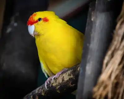 image illustrating Morndyke Parrot Sanctuary