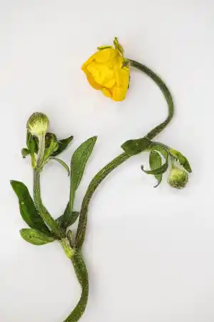 thumbnail of main image
