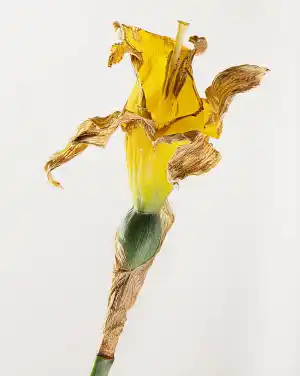 thumbnail of main image
