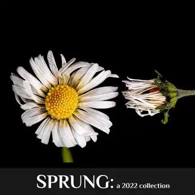image illustrating Sprung