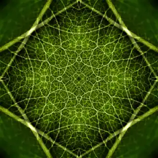 Macro image of leaf