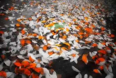 image illustrating Autumnal